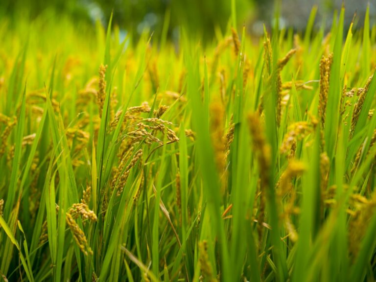 Read more about the article WFP Guinea 2026 Partnership: Zero Hunger Villages, Rice Processing and Resilience