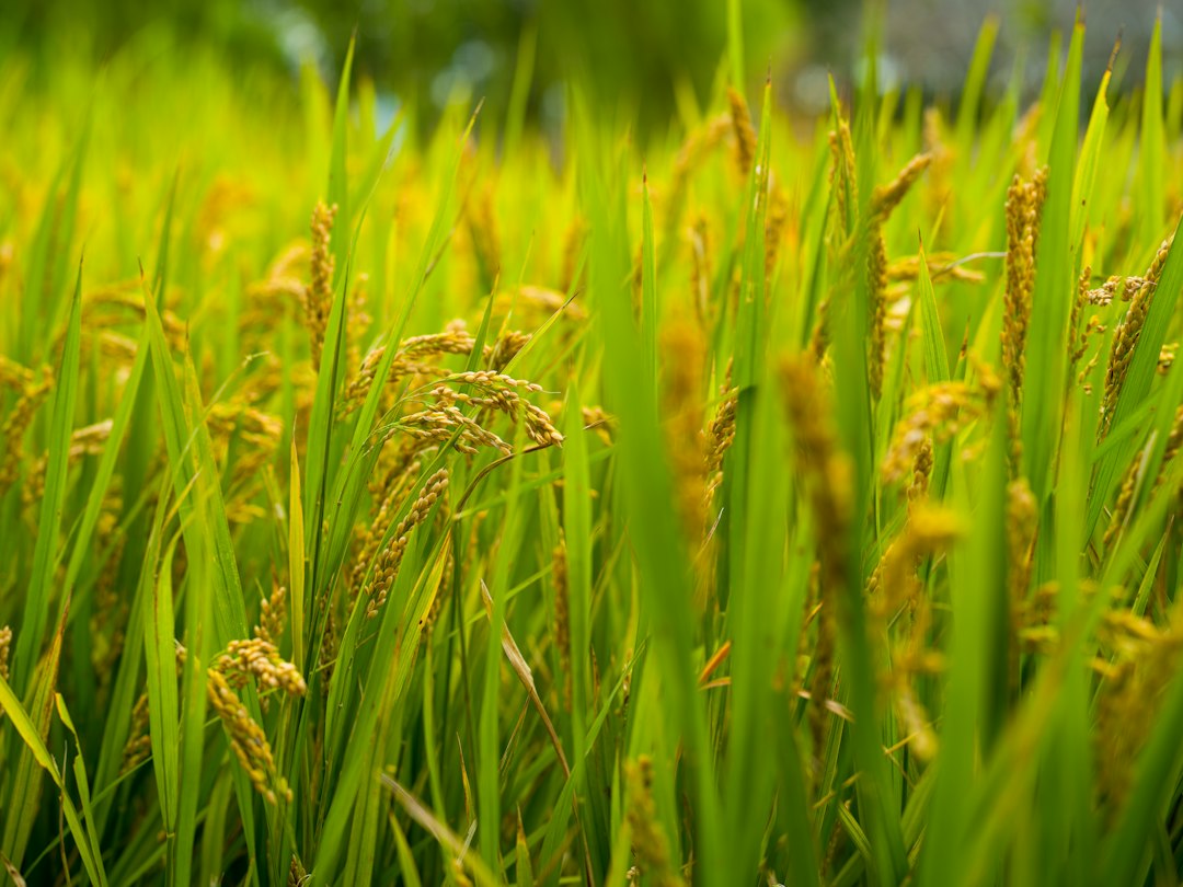 Rice harvest and processing, illustrative photograph for WFP Guinea partnership