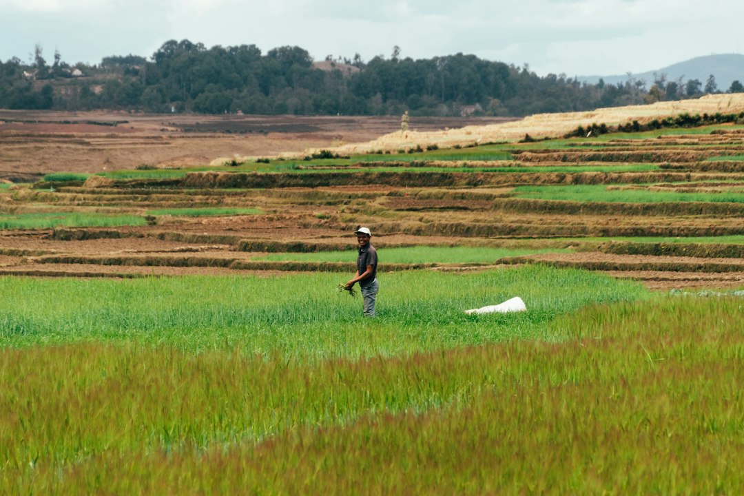 Agricultural landscape, illustrative photograph for WFP Madagascar smallholder support